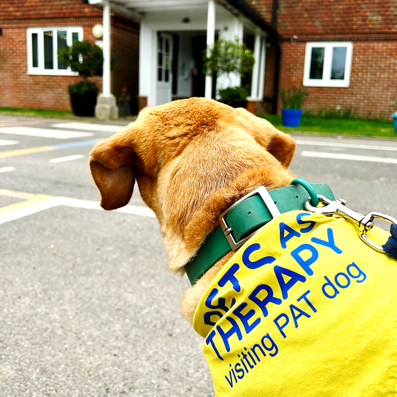 Therapy Dog Visit 7